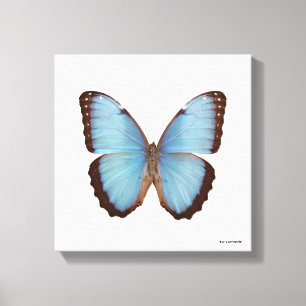 Blue Morpho Butterfly Leinwanddruck