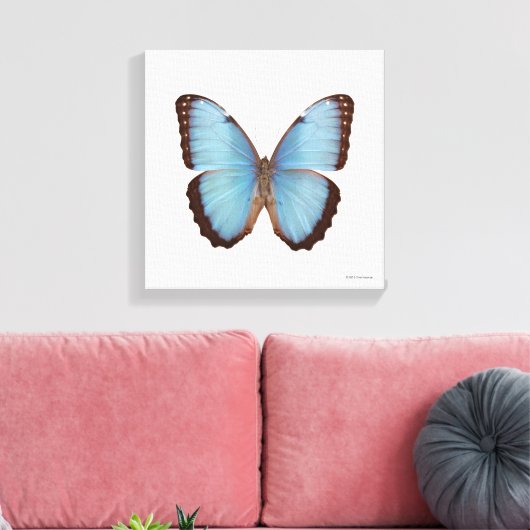 Blue Morpho Butterfly Leinwanddruck (Insitu (Wohnzimmer))