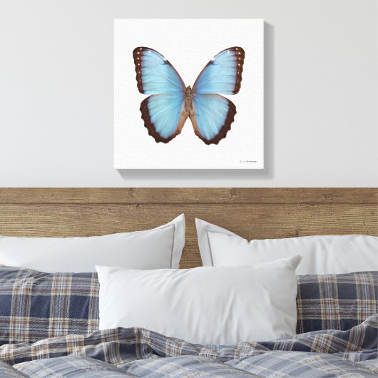 Blue Morpho Butterfly Leinwanddruck (Insitu (Schlafzimmer))