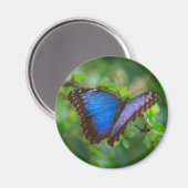 Blue Morpho Butterfly Magnet (Vorderseite/Rückseite)