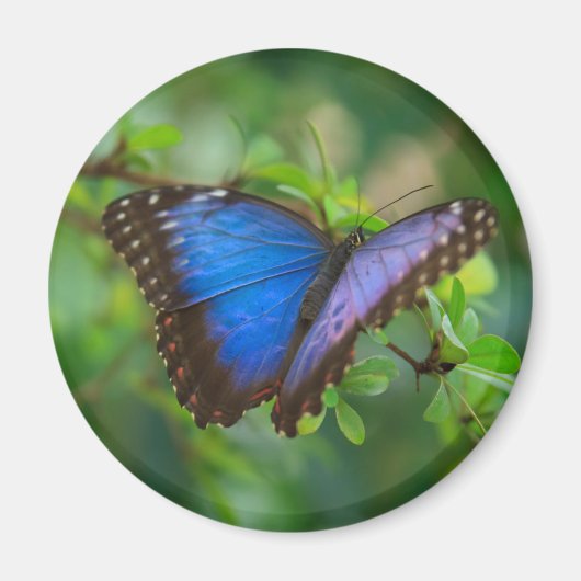 Blue Morpho Butterfly Magnet (Vorne)