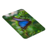 Blue Morpho Butterfly Magnet (Rechte Seite)