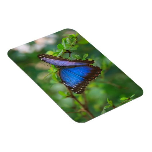 Blue Morpho Butterfly Magnet (Rechte Seite)