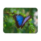 Blue Morpho Butterfly Magnet (Horizontal)