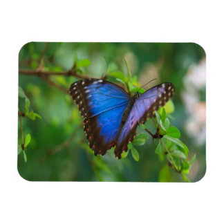 Blue Morpho Butterfly Magnet