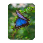 Blue Morpho Butterfly Magnet (Vertikal)