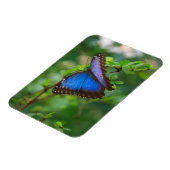 Blue Morpho Butterfly Magnet (Linke Seite)