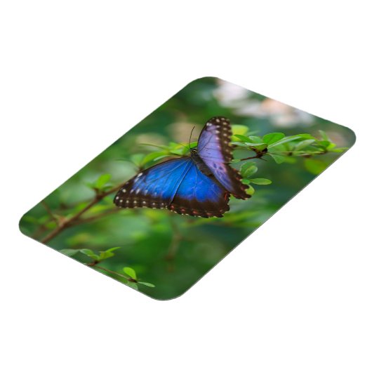Blue Morpho Butterfly Magnet (Linke Seite)