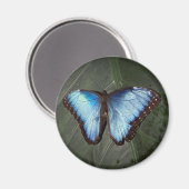 Blue Morpho Butterfly Magnet (Vorderseite/Rückseite)