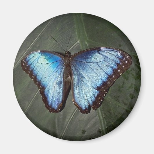 Blue Morpho Butterfly Magnet (Vorne)