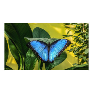 Blue Morpho Butterfly Natur Fotodruck