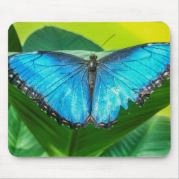 Blue Morpho Butterfly Natur Mousepad