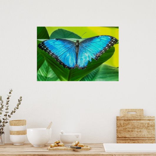 Blue Morpho Butterfly Natur Poster (Küche)