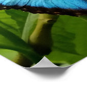 Blue Morpho butterfly nature photography poster (Ecke)