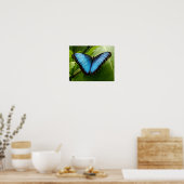 Blue Morpho butterfly nature photography poster (Küche)