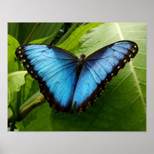 Blue Morpho butterfly nature photography poster (Vorne)