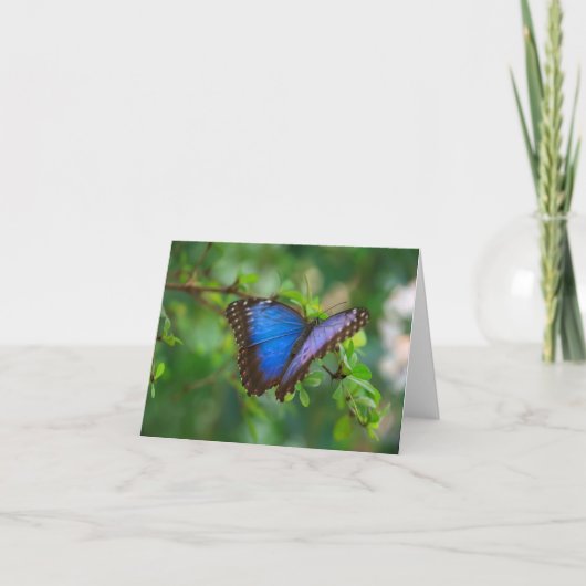 Blue Morpho Butterfly Note Card Karte (Vorderseite)