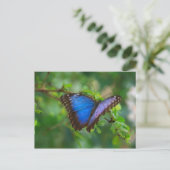 Blue Morpho Butterfly Postcard Postkarte (Stehend Vorderseite)