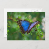 Blue Morpho Butterfly Postcard Postkarte (Vorne/Hinten)
