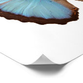 Blue Morpho Butterfly Poster (Ecke)