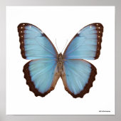Blue Morpho Butterfly Poster (Vorne)