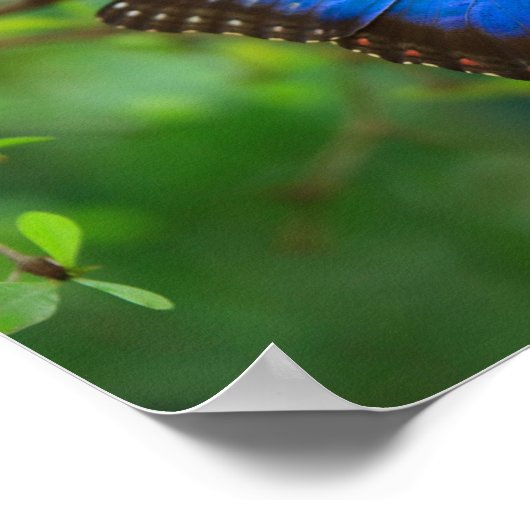 Blue Morpho Butterfly Poster (Ecke)