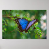 Blue Morpho Butterfly Poster (Vorne)
