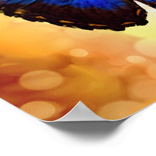 Blue Morpho Butterfly Poster (Ecke)