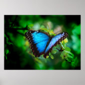 Blue Morpho Butterfly Poster (Vorne)