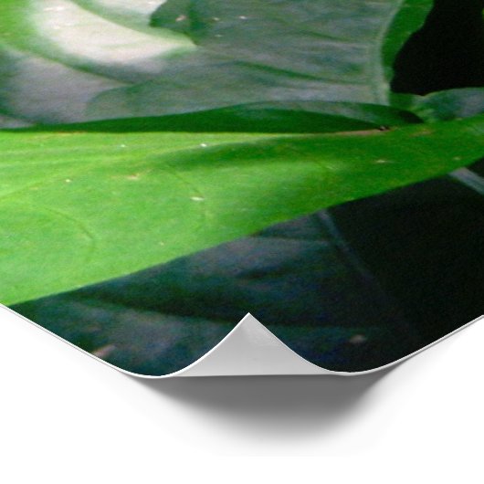 Blue Morpho Butterfly Poster (Ecke)