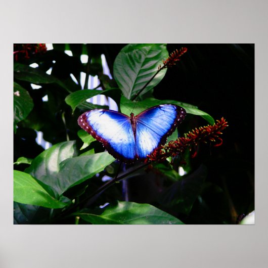 Blue Morpho Butterfly Poster (Vorne)