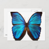 Blue Morpho Butterfly Postkarte (Vorne/Hinten)