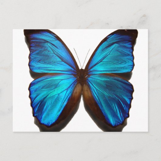 Blue Morpho Butterfly Postkarte (Vorderseite)