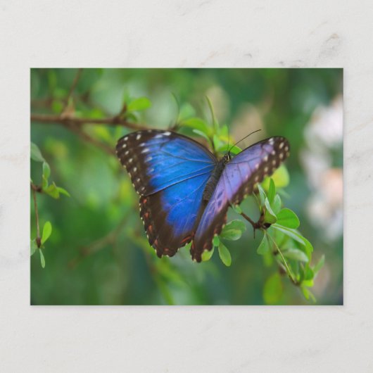 Blue Morpho Butterfly Postkarte (Vorderseite)