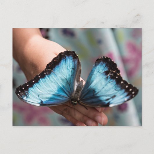 Blue Morpho Butterfly Postkarte (Vorderseite)