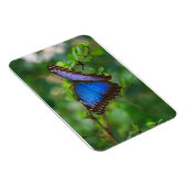 Blue Morpho Butterfly Premium Magnet (Rechte Seite)