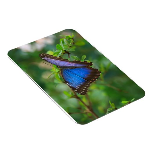 Blue Morpho Butterfly Premium Magnet (Rechte Seite)