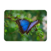 Blue Morpho Butterfly Premium Magnet (Horizontal)
