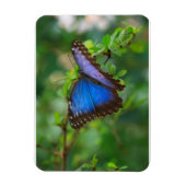 Blue Morpho Butterfly Premium Magnet (Vertikal)