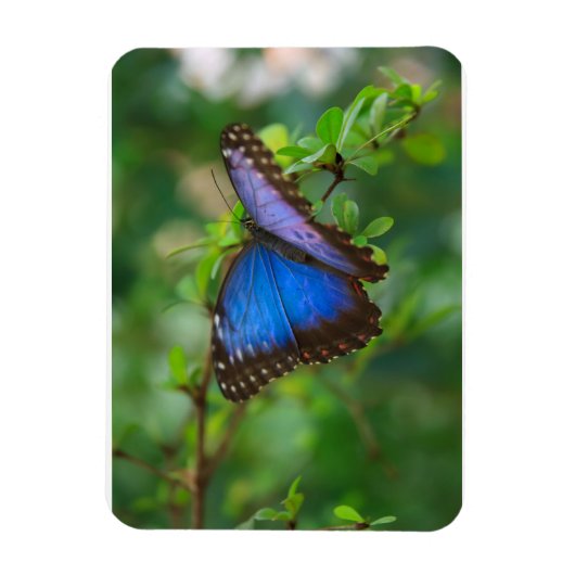 Blue Morpho Butterfly Premium Magnet (Vertikal)