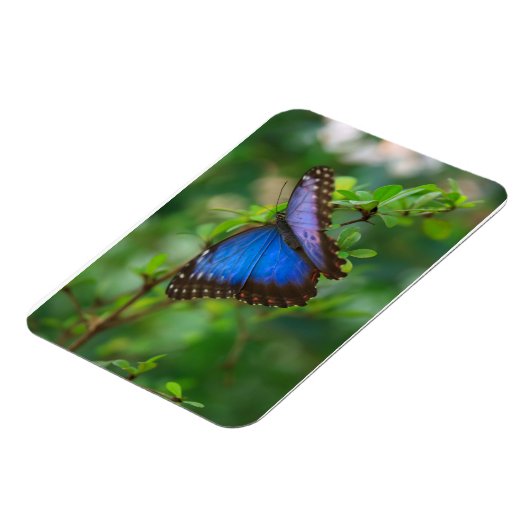 Blue Morpho Butterfly Premium Magnet (Linke Seite)