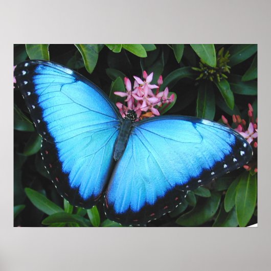 Blue Morpho Butterfly Print Poster (Vorne)