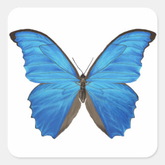 Blue Morpho Butterfly Quadratischer Aufkleber