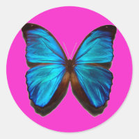 Blue Morpho Butterfly