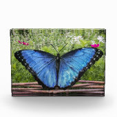 Blue Morpho Butterfly Rustikales Design Fotoblock (Vorderseite)