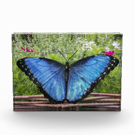 Blue Morpho Butterfly Rustikales Design Fotoblock