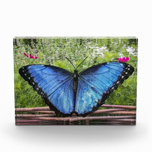 Blue Morpho Butterfly Rustikales Design Fotoblock (Vorderseite)