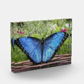 Blue Morpho Butterfly Rustikales Design Fotoblock (Links)