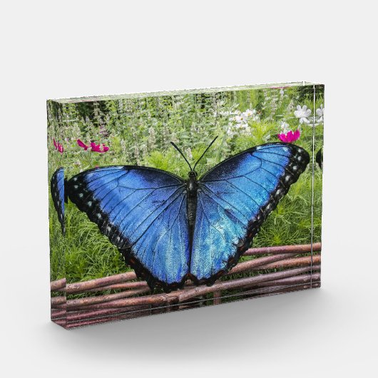 Blue Morpho Butterfly Rustikales Design Fotoblock (Links)
