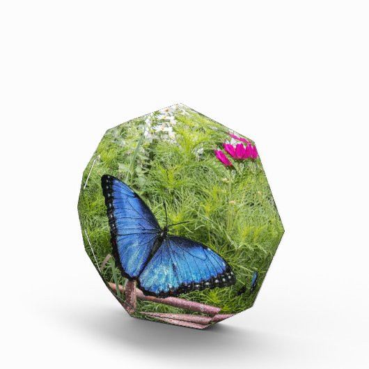 Blue Morpho Butterfly Rustikales Design Fotoblock (Rechts)